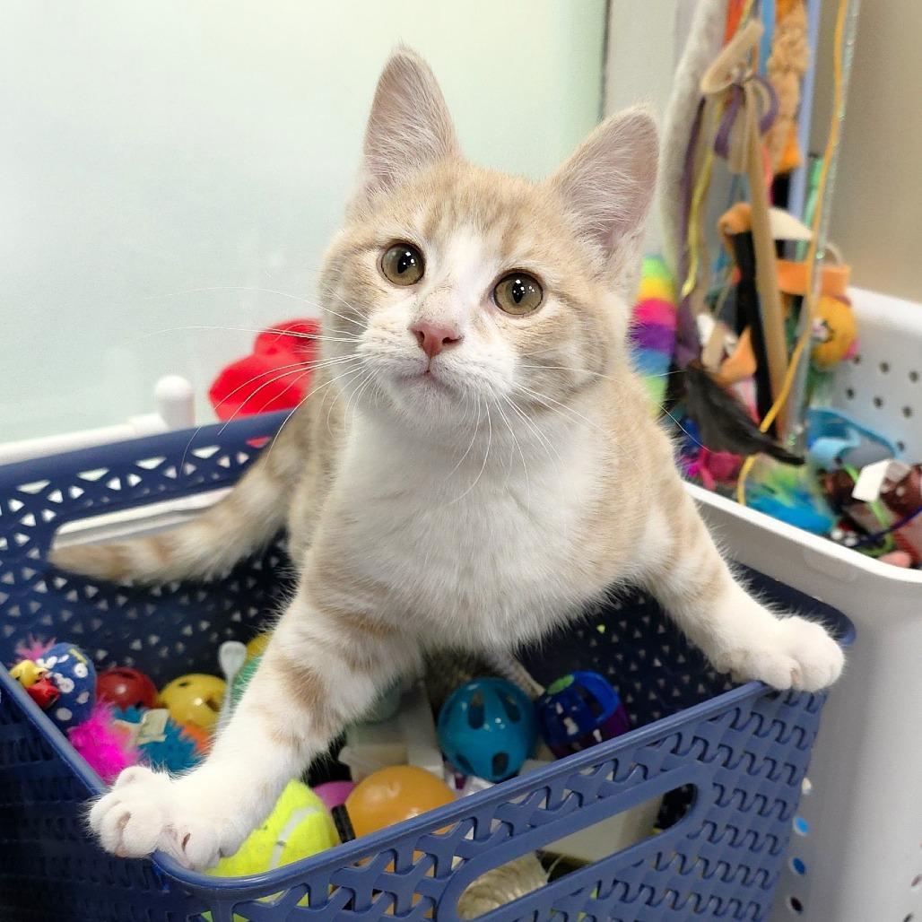 Rae, Adoptable, Kitten Female Domestic Short Hair.