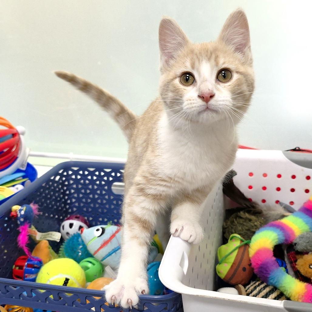 Rae, a Adoptable Domestic Short Hair in Michigan City, IN image 2/6