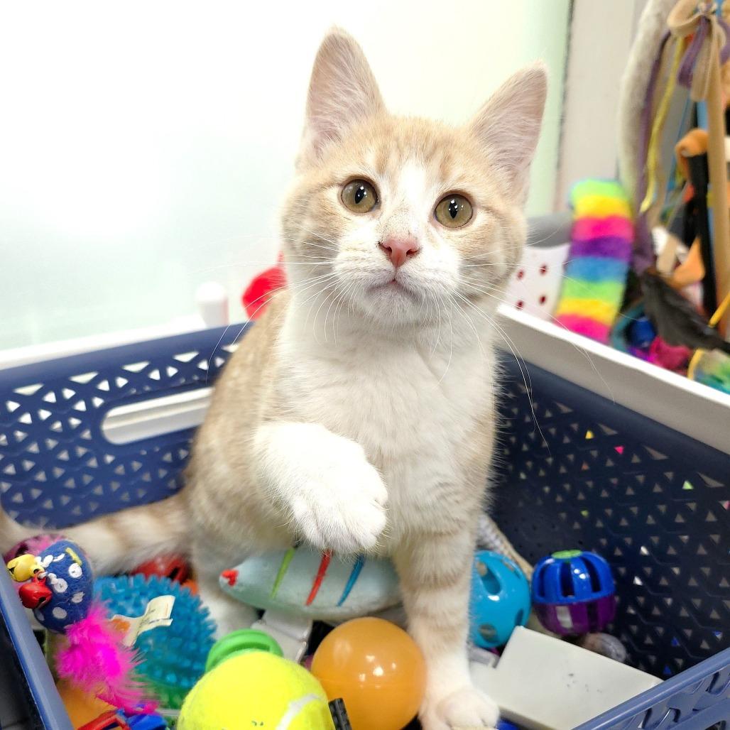 Rae, a Adoptable Domestic Short Hair in Michigan City, IN image 4/6