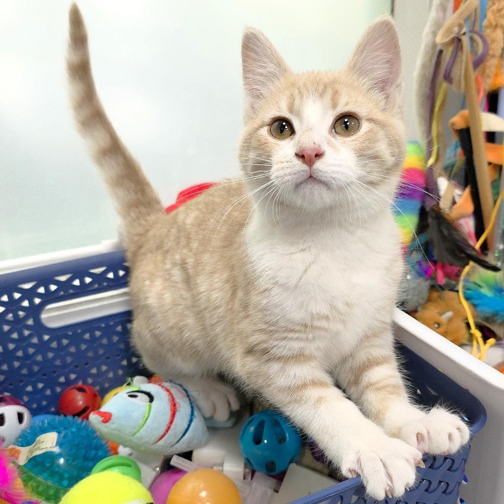 Rae, a Adoptable Domestic Short Hair in Michigan City, IN image 5/6