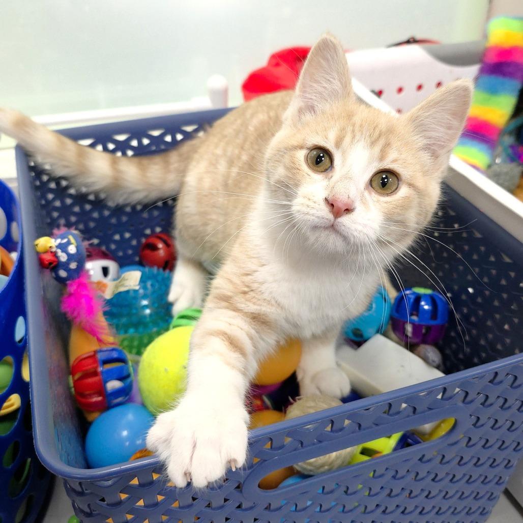 Rae, a Adoptable Domestic Short Hair in Michigan City, IN image 6/6