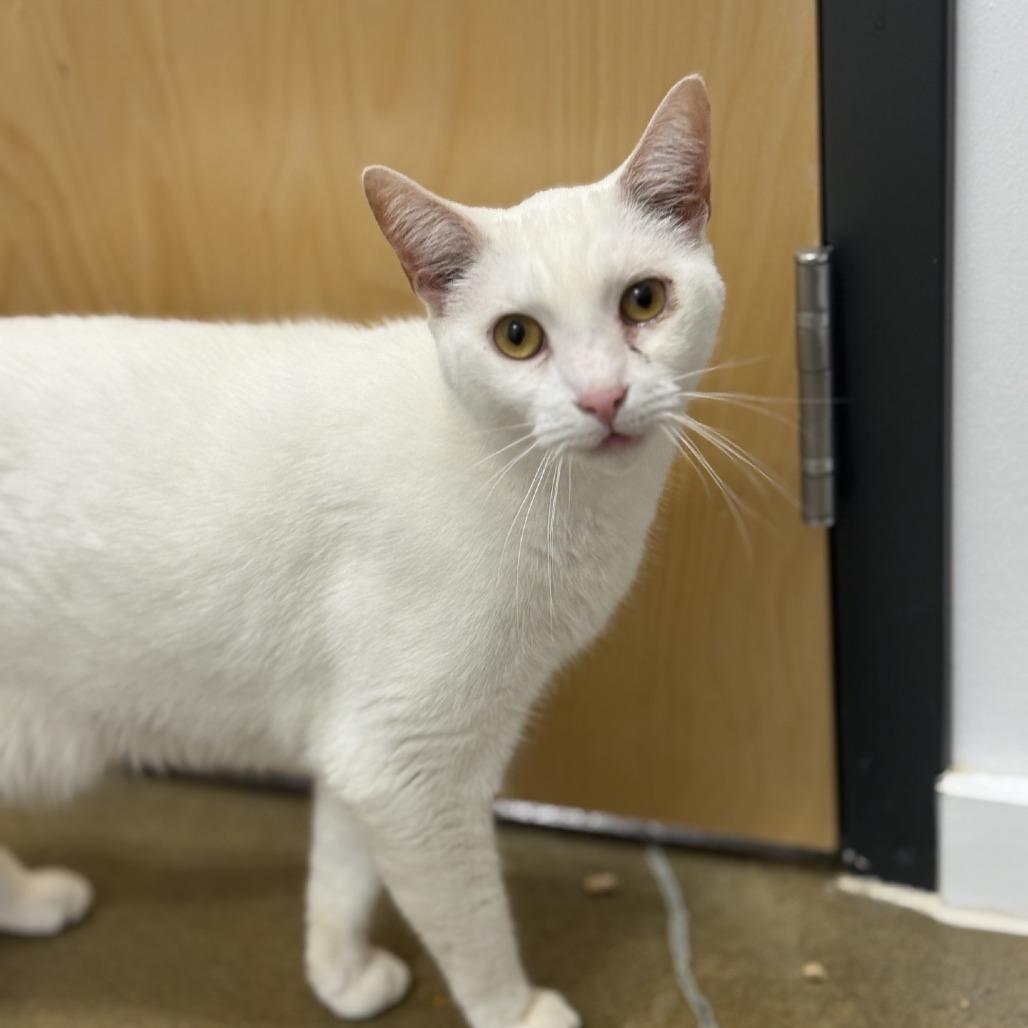 Danish 2026, Adoptable, Adult Male Domestic Short Hair.