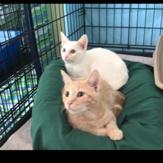 Enlarge Danish 2026, a Adoptable Domestic Short Hair in Bensalem, PA image 2/6