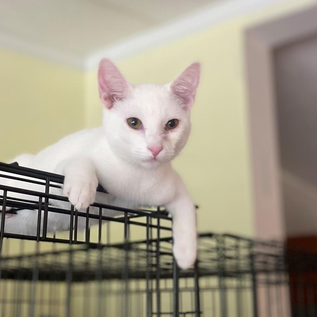 Enlarge Danish 2026, a Adoptable Domestic Short Hair in Bensalem, PA image 3/6