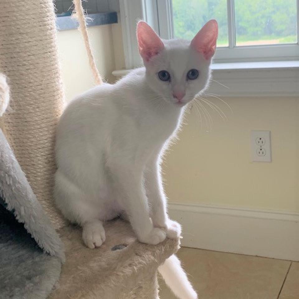 Enlarge Danish 2026, a Adoptable Domestic Short Hair in Bensalem, PA image 4/6