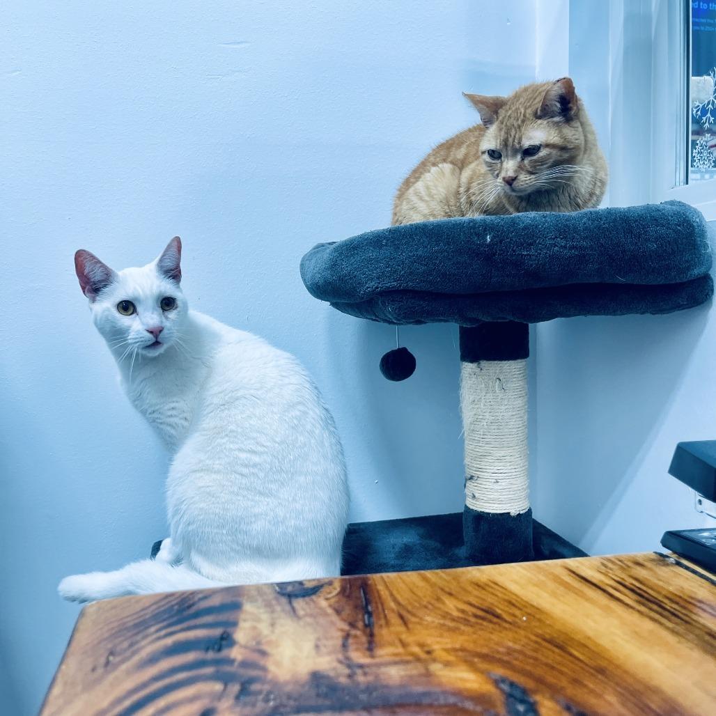 Enlarge Danish 2026, a Adoptable Domestic Short Hair in Bensalem, PA image 5/6