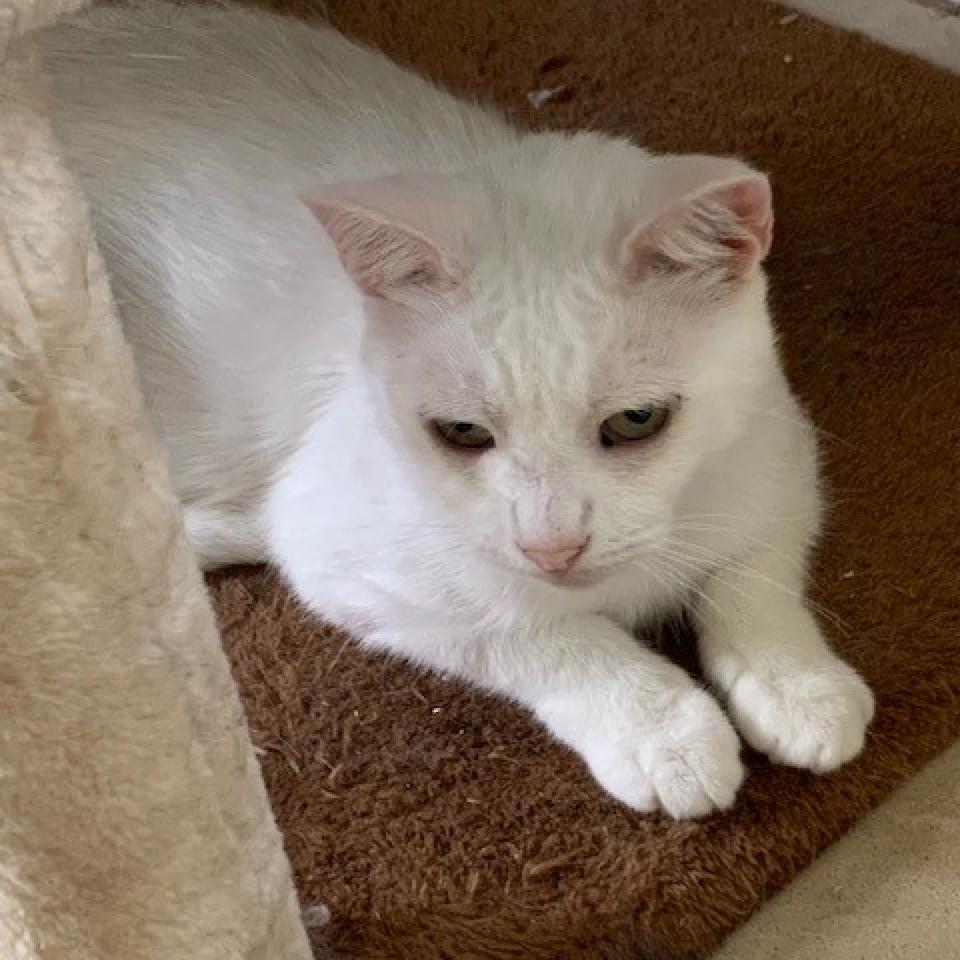 Enlarge Danish 2026, a Adoptable Domestic Short Hair in Bensalem, PA image 6/6