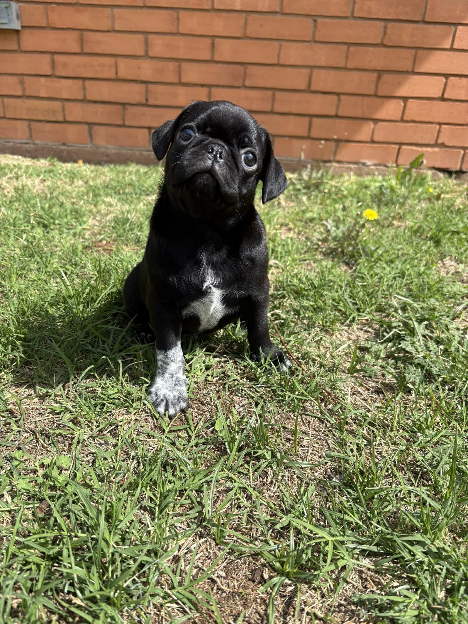 Jupiter, an adopted mixed breed in Wichita Falls, TX image 1/2