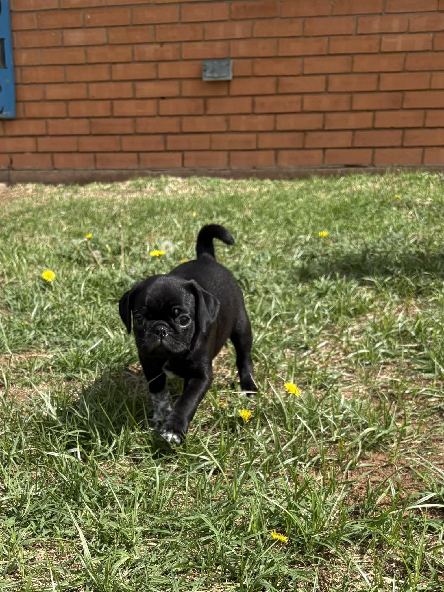 Jupiter, an adopted mixed breed in Wichita Falls, TX image 2/2