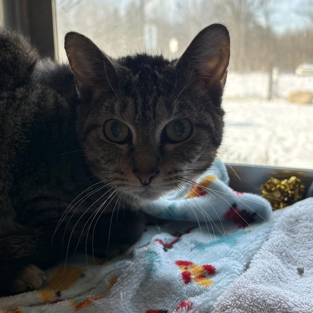 Missy bonded w/ Mazzy, Adoptable, Adult Female Domestic Short Hair.