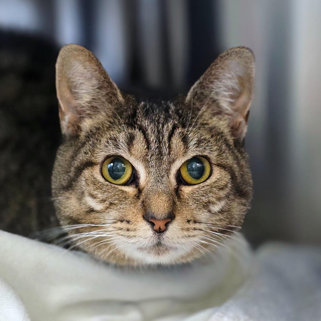 Enlarge Missy bonded w/ Mazzy, a Adoptable Domestic Short Hair in Columbia Station, OH image 2/2