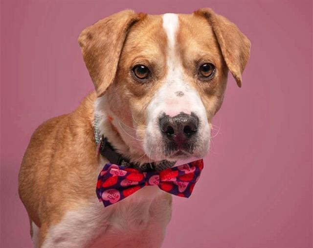 Enlarge AMORE, a Adoptable mixed breed in Saint Louis, MO image 1/1