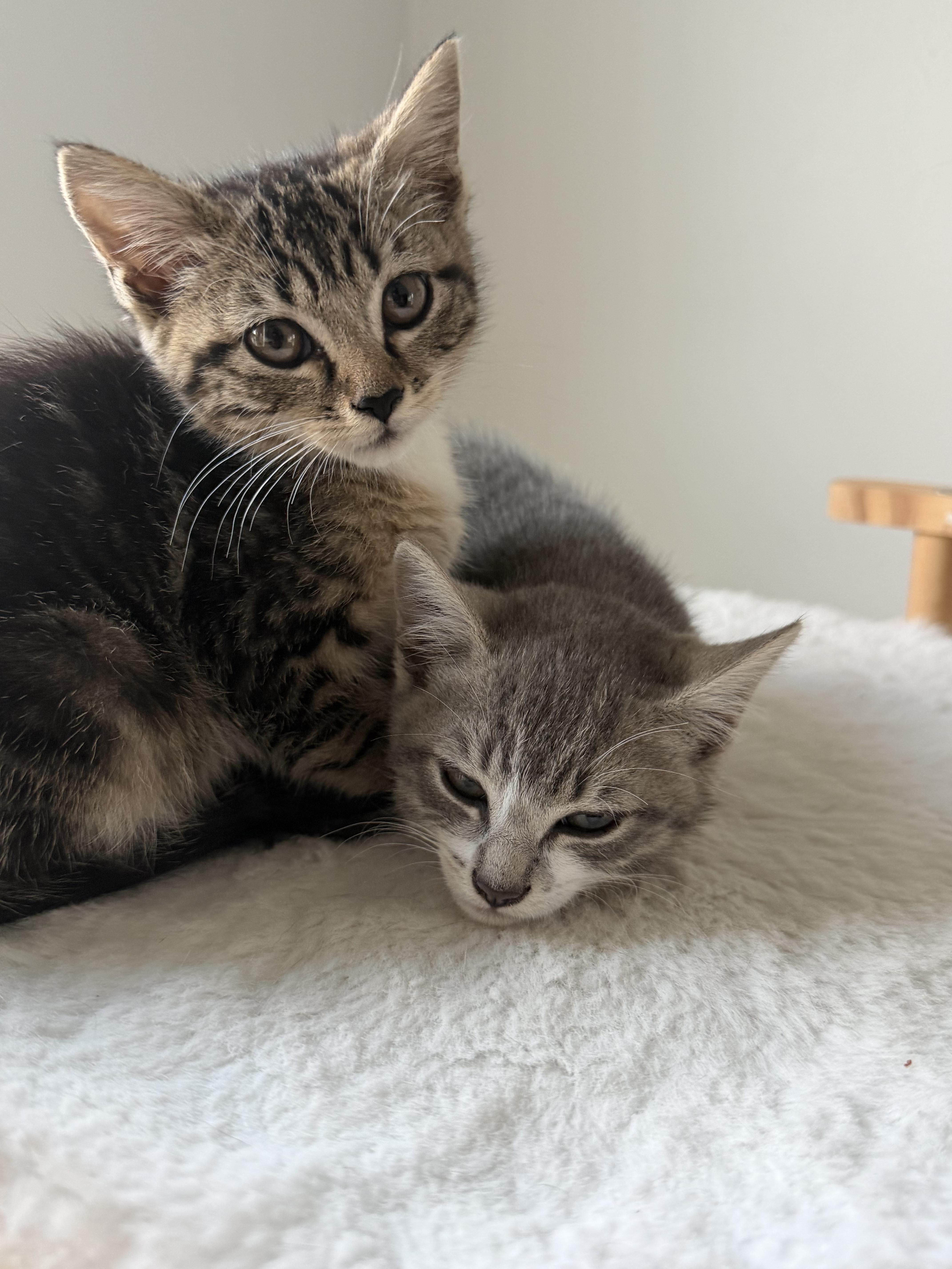 Morgan, a Adoptable Domestic Short Hair in Charlotte, NC image 5/5