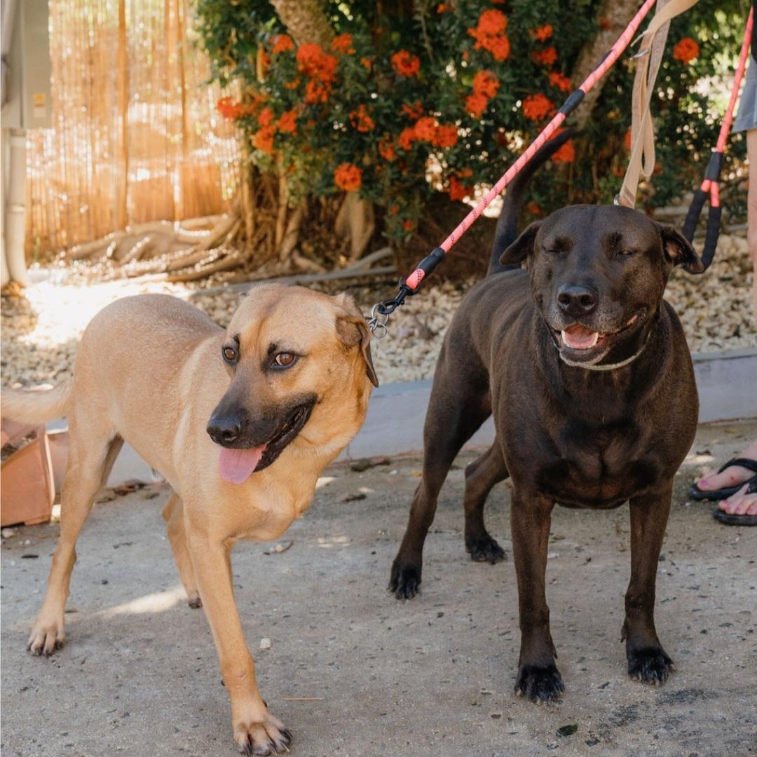 Bonnie & Clyde, Adoptable, Young Male Pit Bull Terrier.
