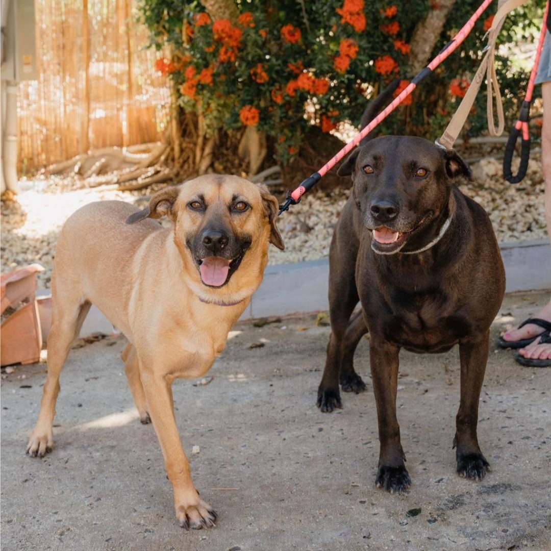 Bonnie & Clyde, Adoptable, Young Male Pit Bull Terrier.