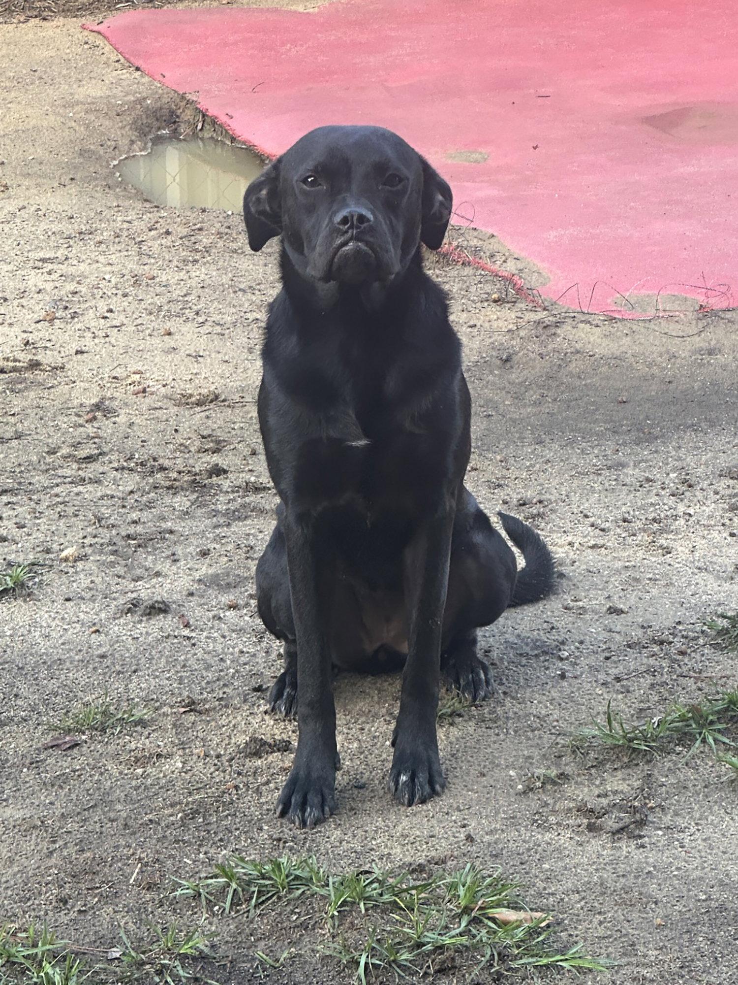 Lilo, Adoptable, Young Female Boxer.