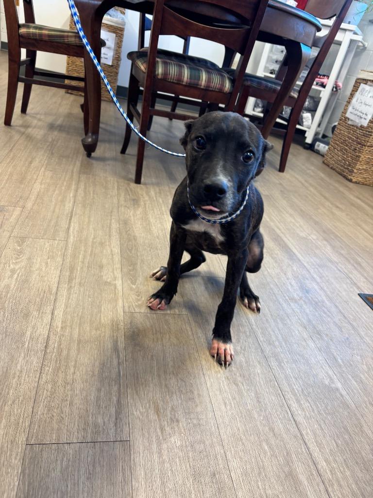 Enlarge G-man, a Adoptable mixed breed in Metter, GA image 1/1