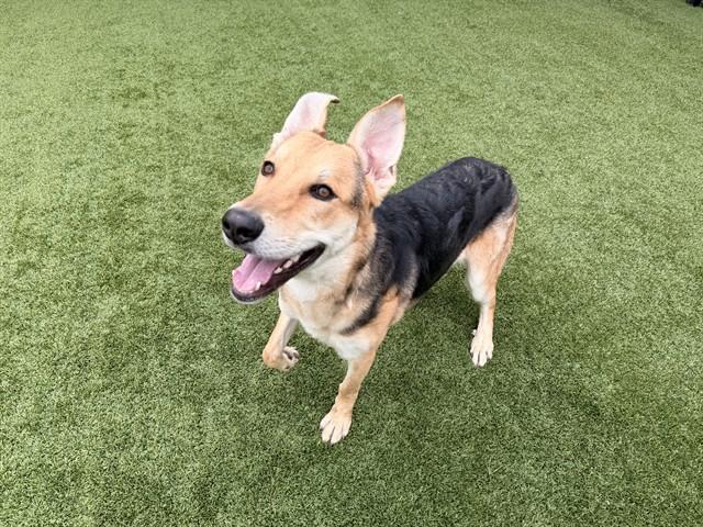 PANCAKE, Adoptable, Young Male German Shepherd Dog & Mixed Breed.