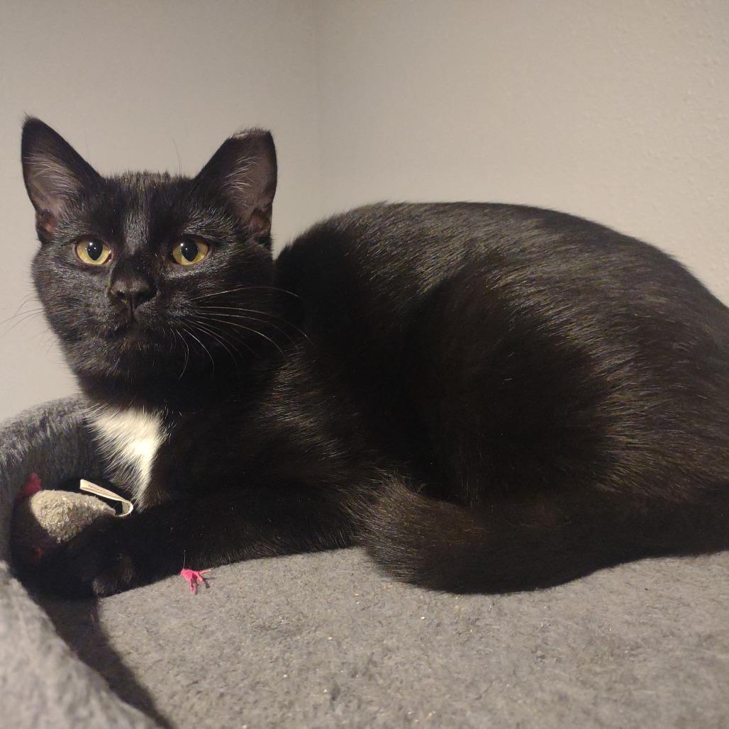 Enlarge Blackie, a Adoptable Domestic Short Hair in Madison, WI image 1/4