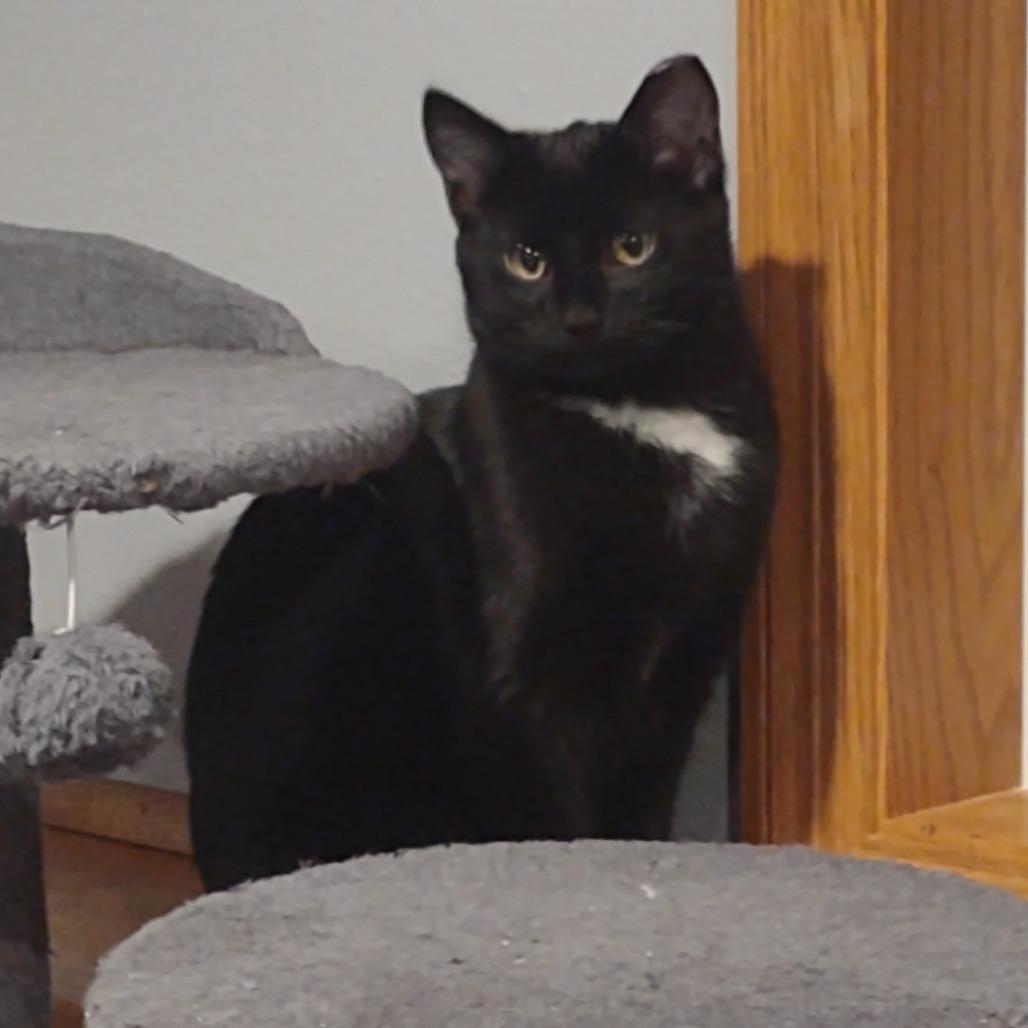 Enlarge Blackie, a Adoptable Domestic Short Hair in Madison, WI image 2/4