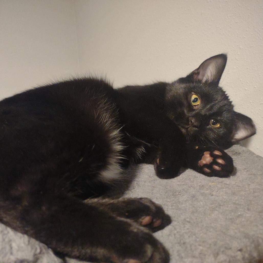 Enlarge Blackie, a Adoptable Domestic Short Hair in Madison, WI image 3/4