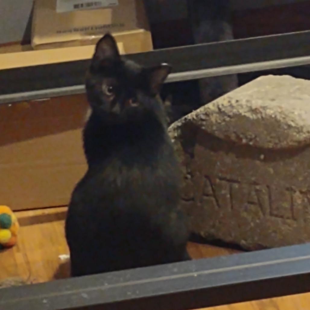 Enlarge Blackie, a Adoptable Domestic Short Hair in Madison, WI image 4/4