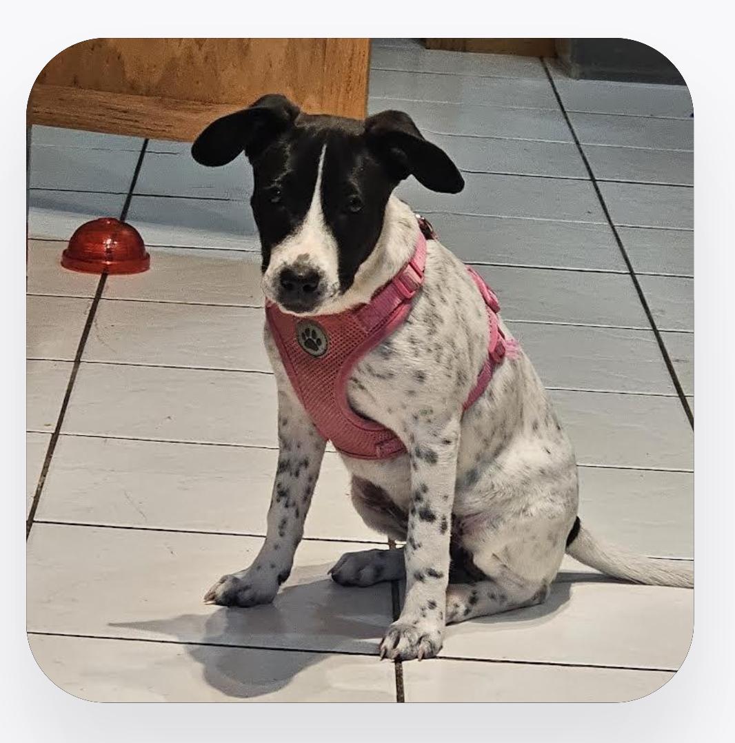 Enlarge Astrid, a Adoptable mixed breed in Monticello, MN image 1/1