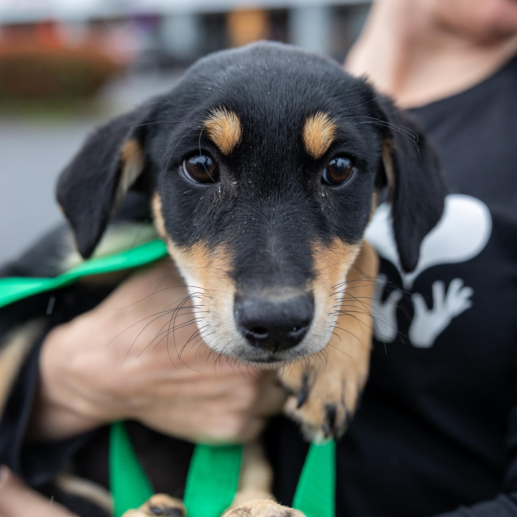 Enlarge Shanti - Local April 10-12, an adoptable mixed breed in North Smithfield, RI image 1/6