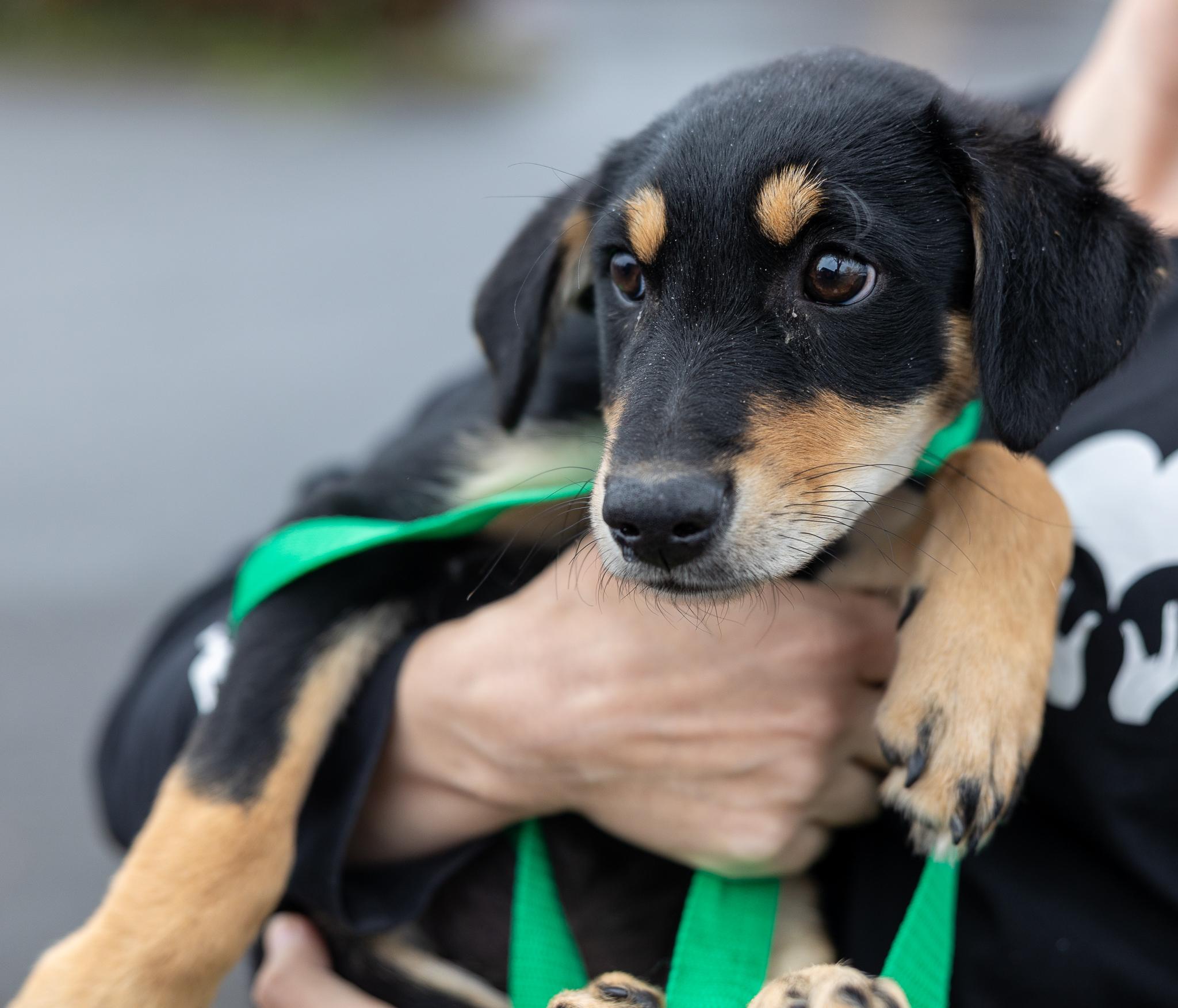 Enlarge Shanti - Local April 10-12, an adoptable mixed breed in North Smithfield, RI image 5/6