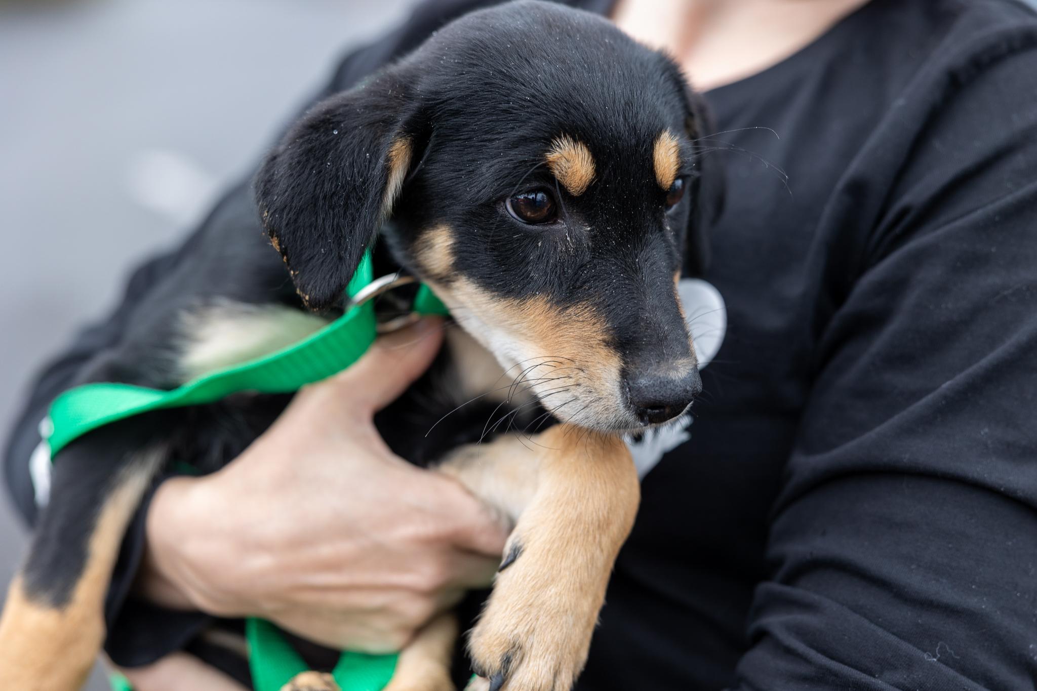 Enlarge Shanti - Local April 10-12, an adoptable mixed breed in North Smithfield, RI image 4/6