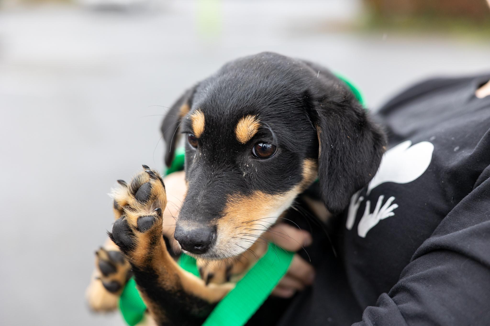 Enlarge Shanti - Local April 10-12, an adoptable mixed breed in North Smithfield, RI image 6/6