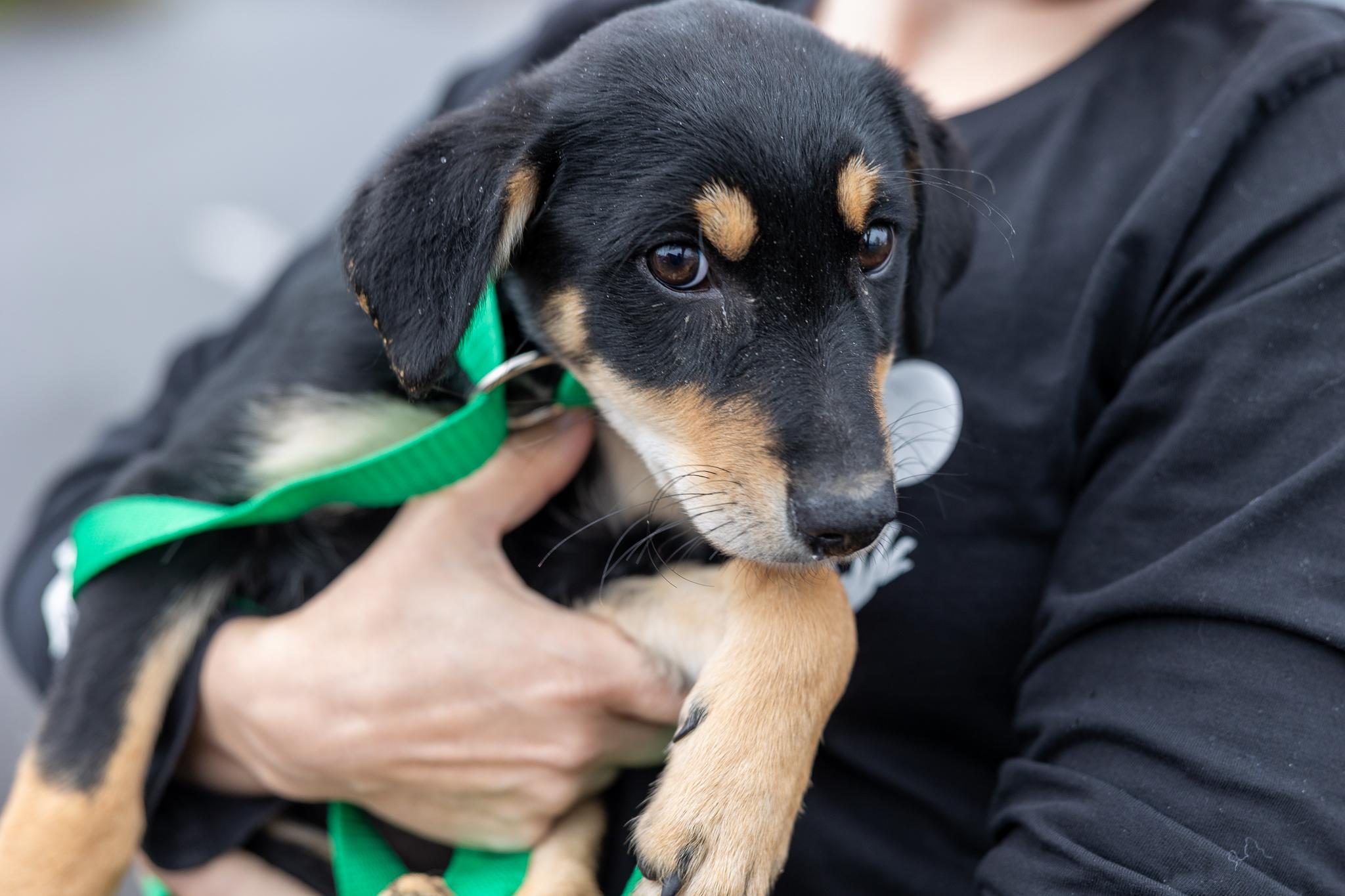 Enlarge Shanti - Local April 10-12, an adoptable mixed breed in North Smithfield, RI image 3/6