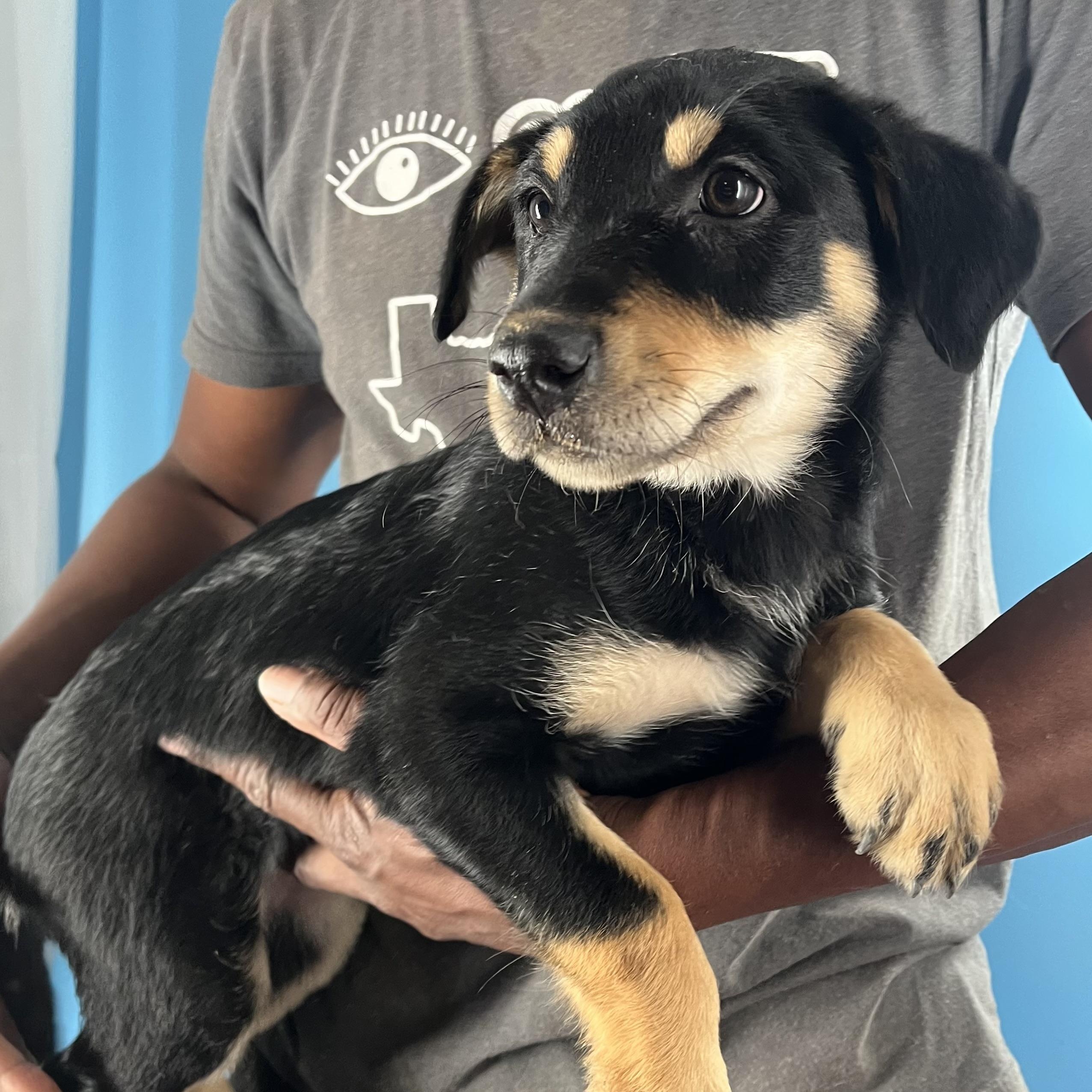 Enlarge Shanti - Local April 10-12, an adoptable mixed breed in North Smithfield, RI image 2/6