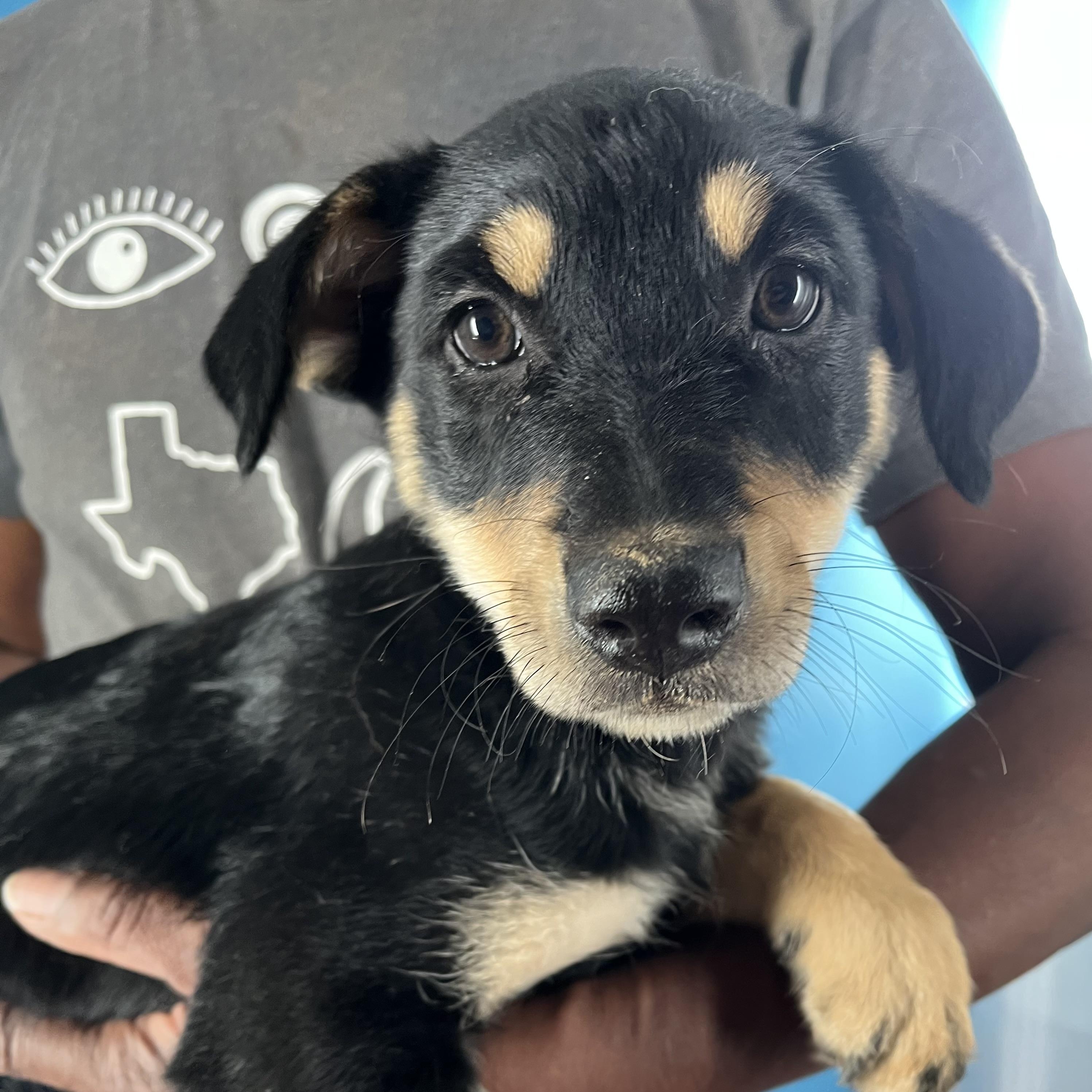 Shanti - Local April 10-12, adoptable, Puppy Female Labrador Retriever.