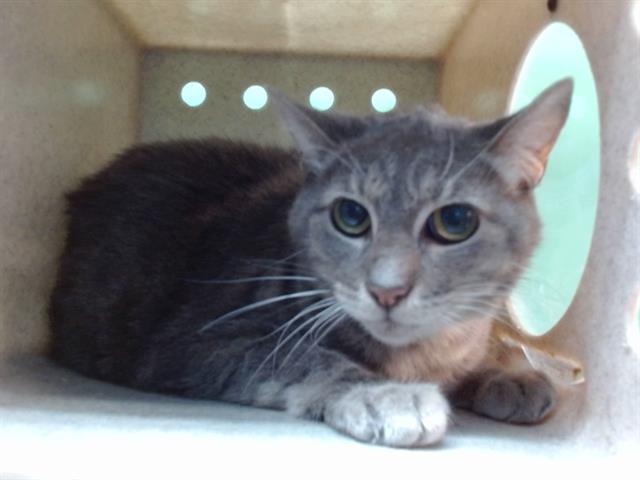 GIZMO, Adoptable, Adult Female Domestic Short Hair.