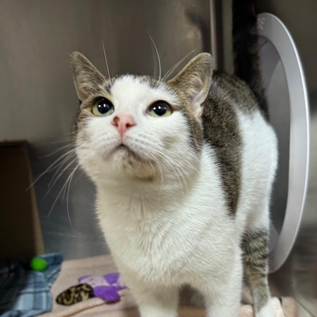 Mellow (Chow Hound Byron Center), Adoptable, Young Female Domestic Short Hair.