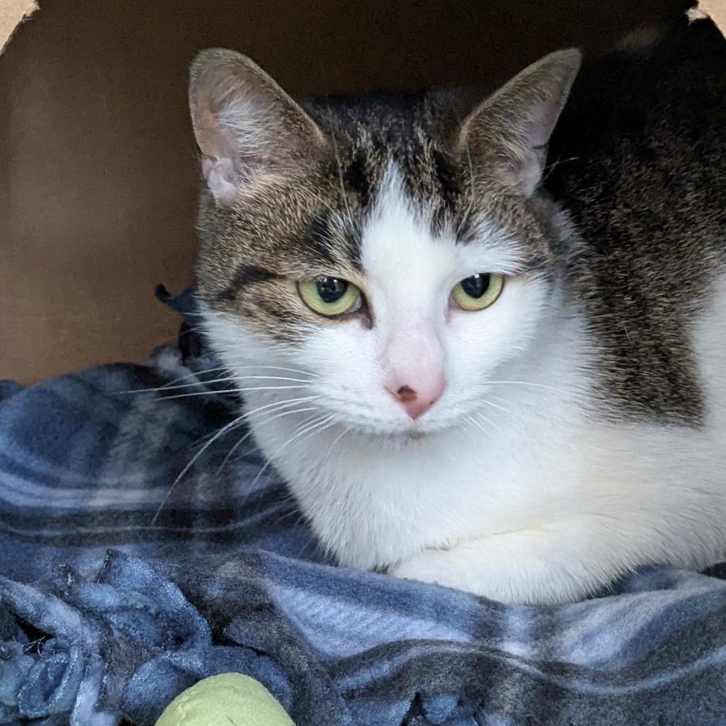 Enlarge Mellow (Chow Hound Byron Center), a Adoptable Domestic Short Hair in West Olive, MI image 2/6