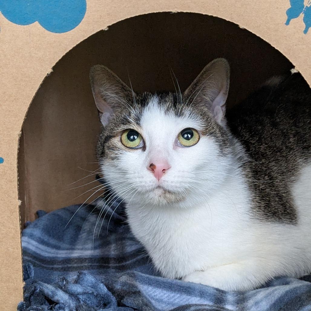 Enlarge Mellow (Chow Hound Byron Center), a Adoptable Domestic Short Hair in West Olive, MI image 3/6