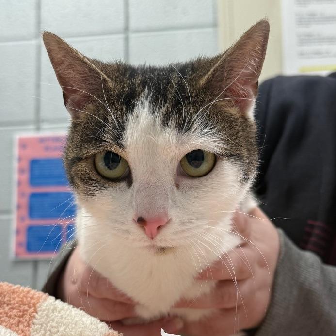 Enlarge Mellow (Chow Hound Byron Center), a Adoptable Domestic Short Hair in West Olive, MI image 4/6