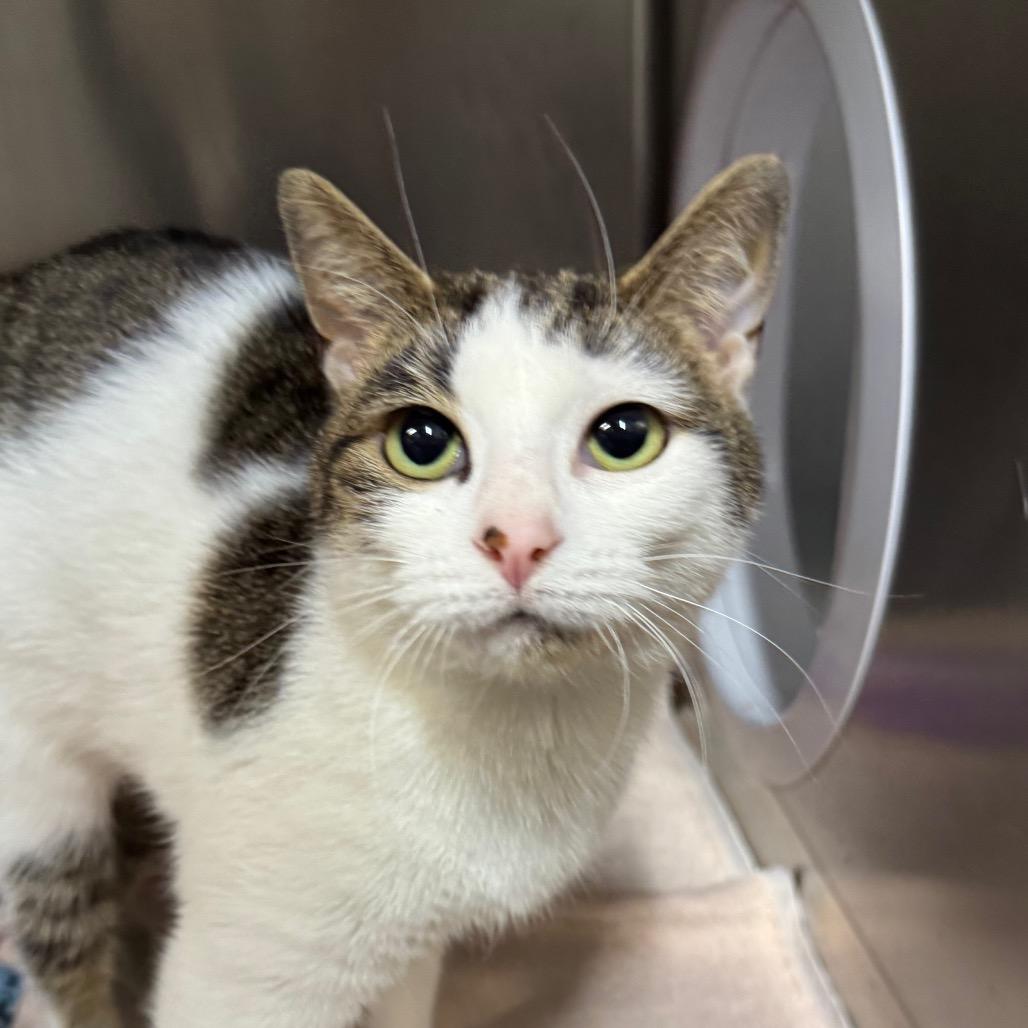 Enlarge Mellow (Chow Hound Byron Center), a Adoptable Domestic Short Hair in West Olive, MI image 5/6