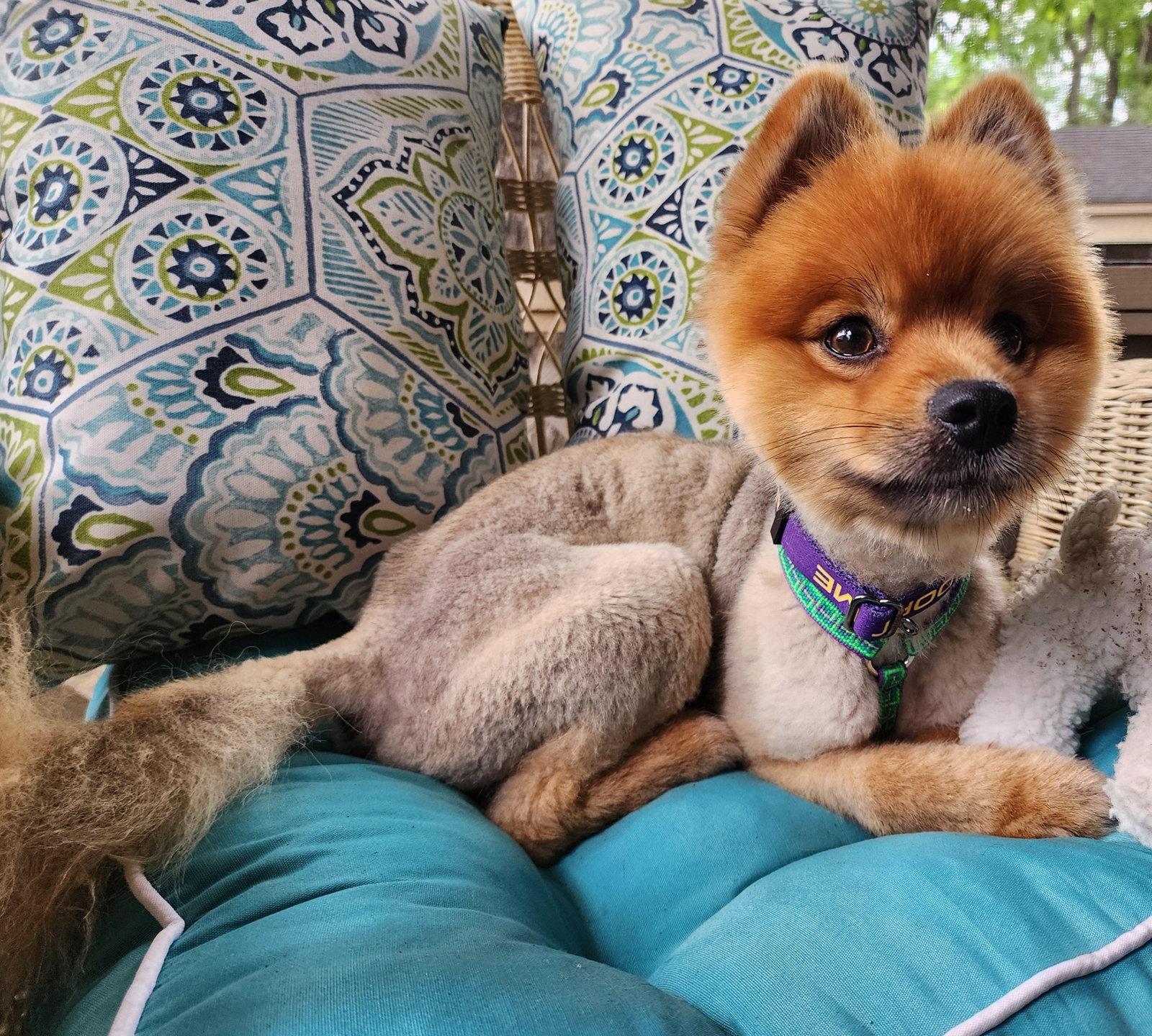 Enlarge OSO, a Adopted Pomeranian in Griswold, CT image 2/3