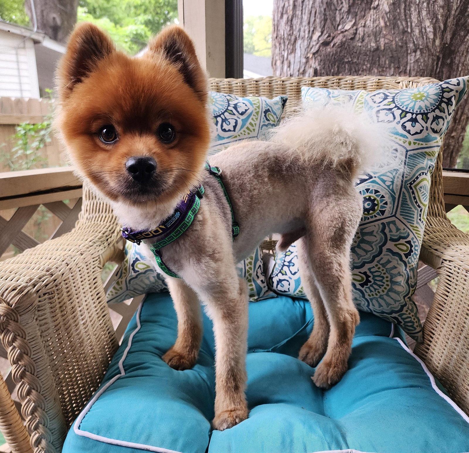 Enlarge OSO, a Adopted Pomeranian in Griswold, CT image 3/3
