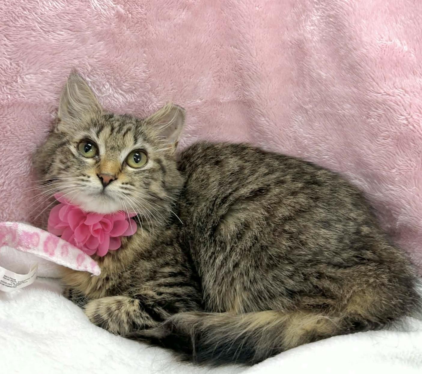 Enlarge Cutie Patootie, an adopted Domestic Medium Hair in Tavares, FL image 2/2