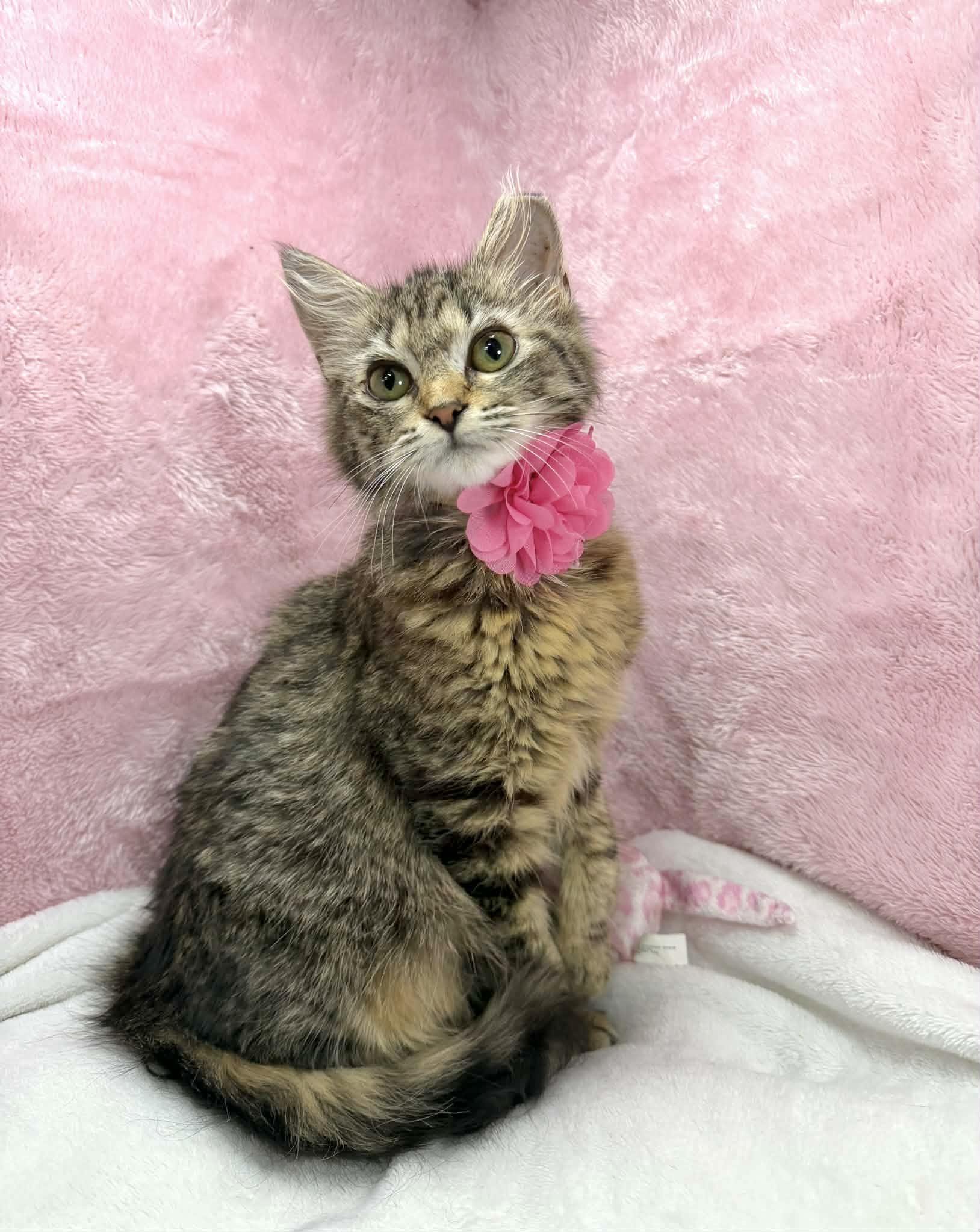 Cutie Patootie, adopted, Kitten Female Domestic Medium Hair.