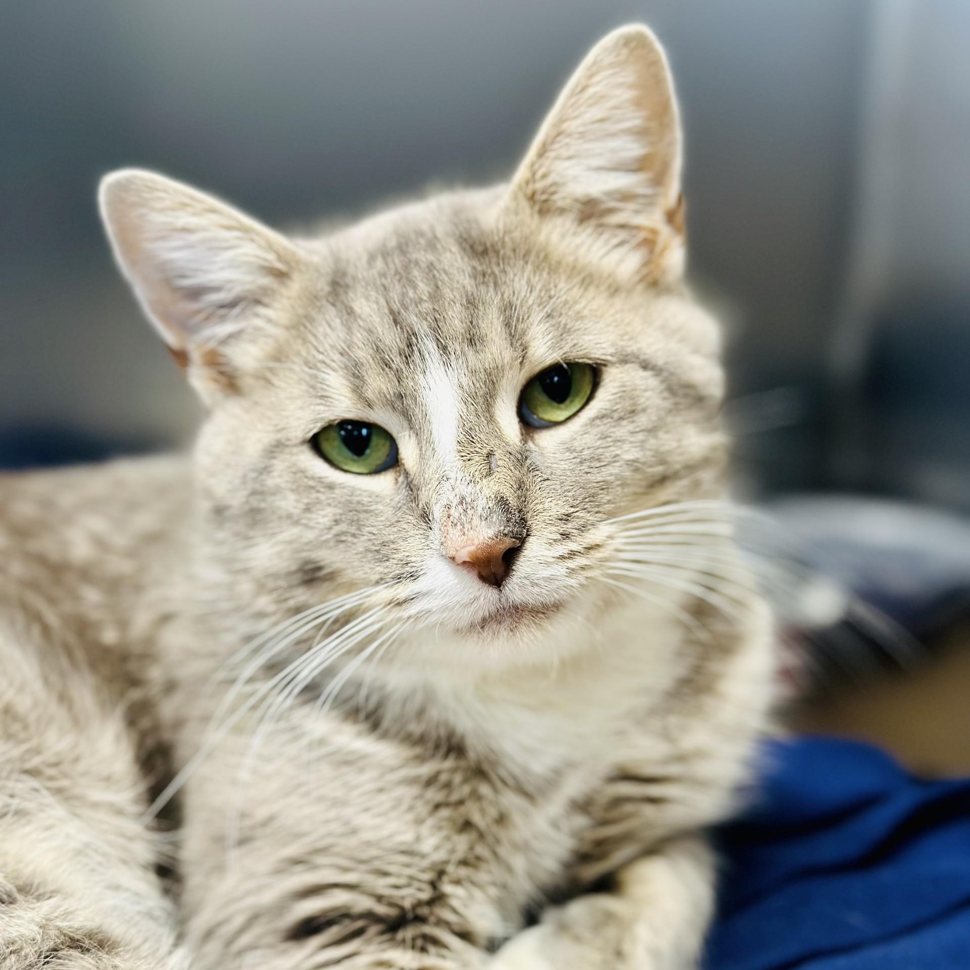 Samantha , a ADOPTABLE Domestic Short Hair in Jackson, NJ image 2/2