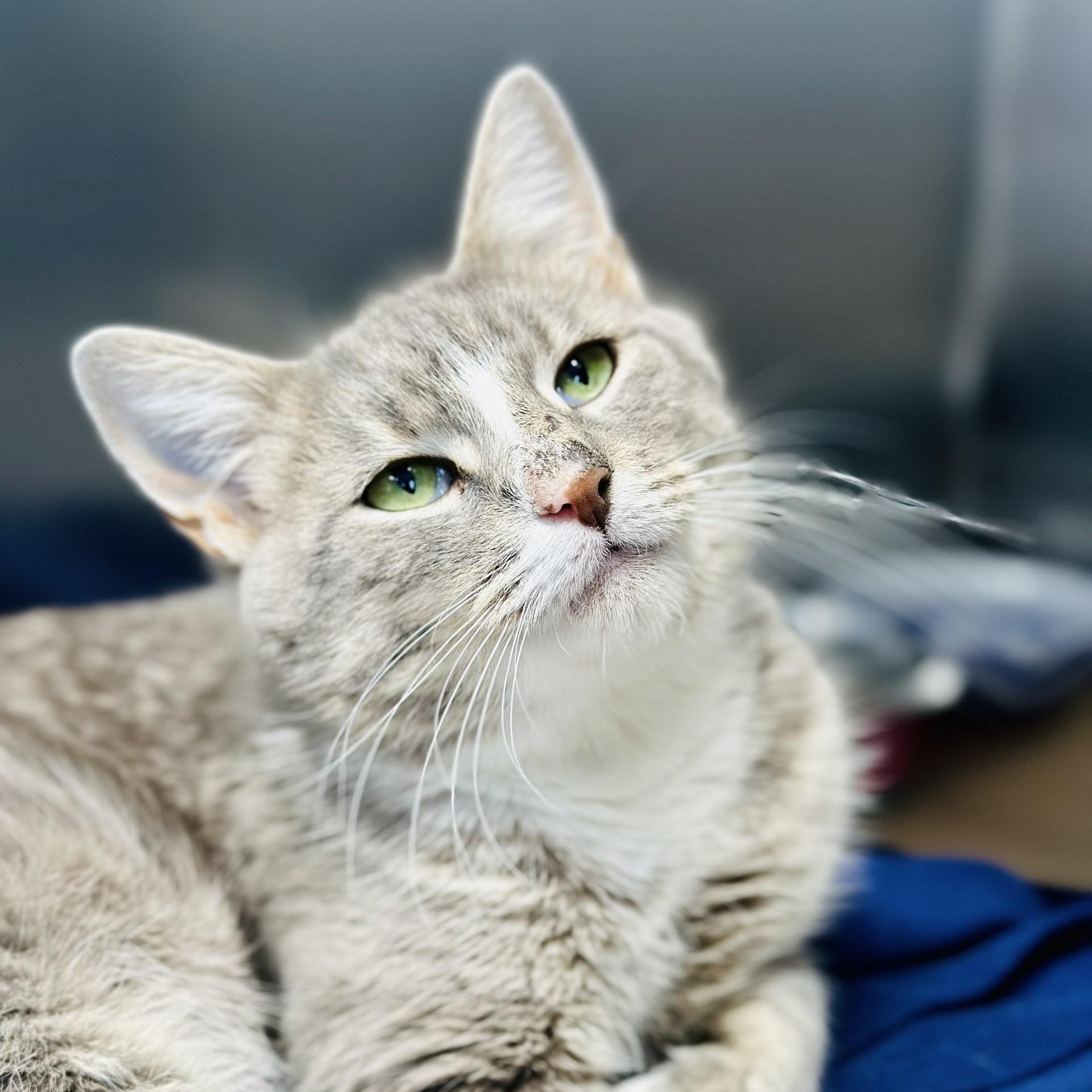 Samantha , ADOPTABLE, Adult Female Domestic Short Hair.