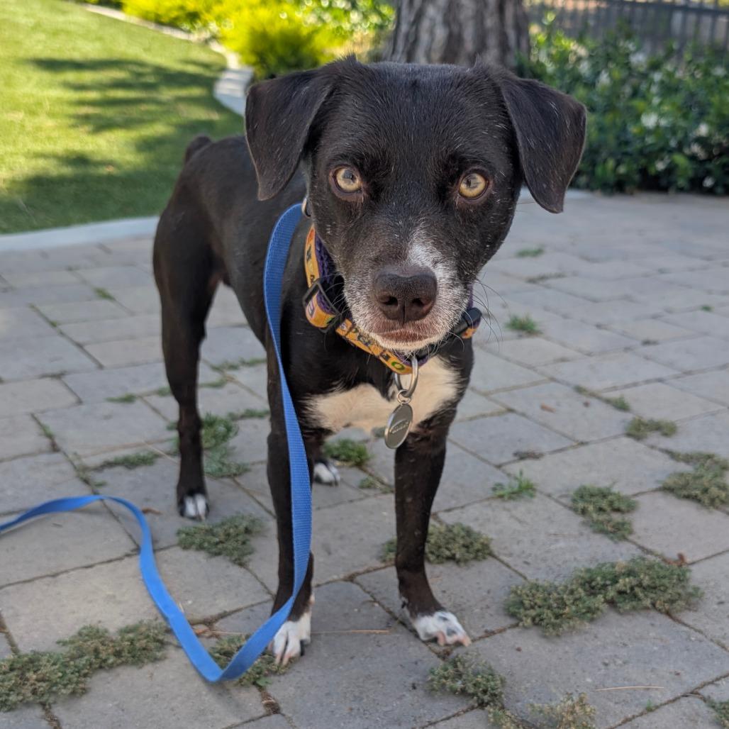 Toby - City of Industry Location, Adoptable, Young Male Terrier & Mixed Breed.