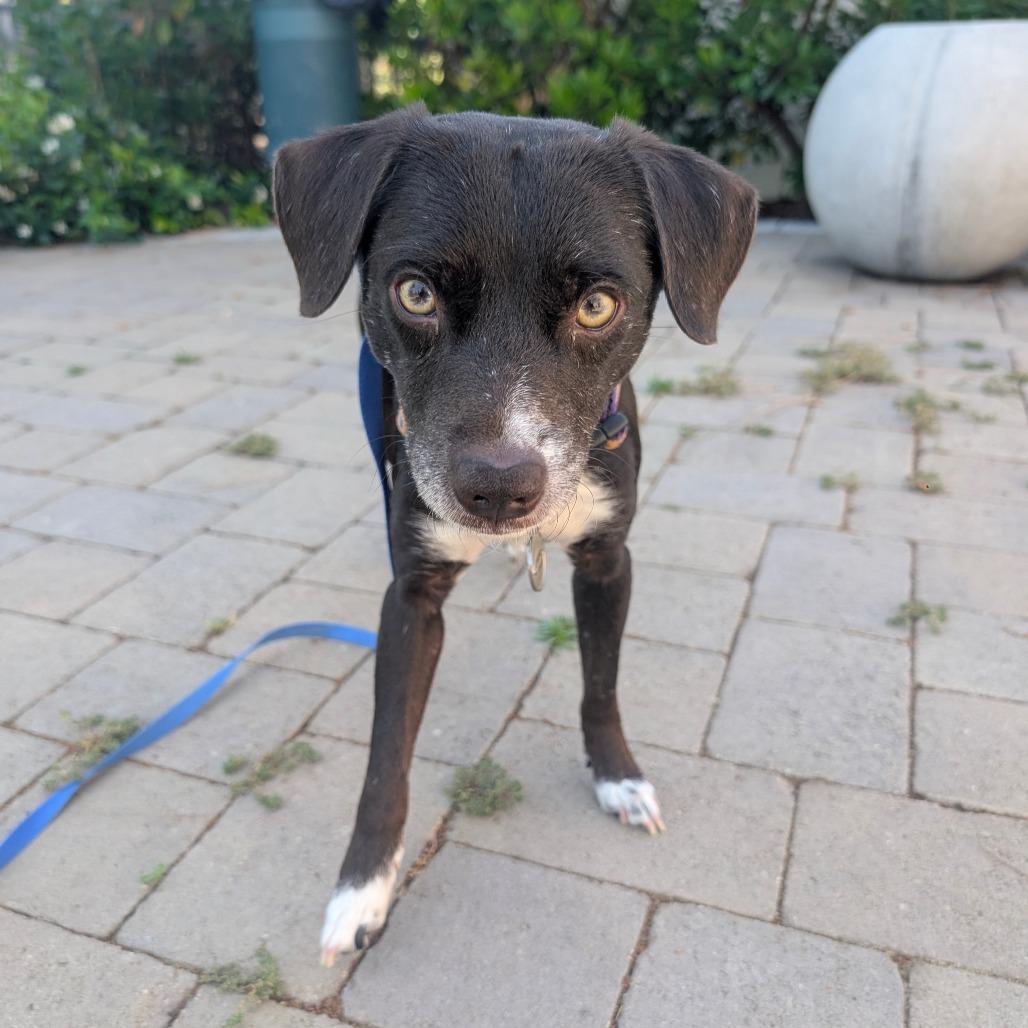 Enlarge Toby - City of Industry Location, a Adoptable mixed breed in Chino Hills, CA image 2/6