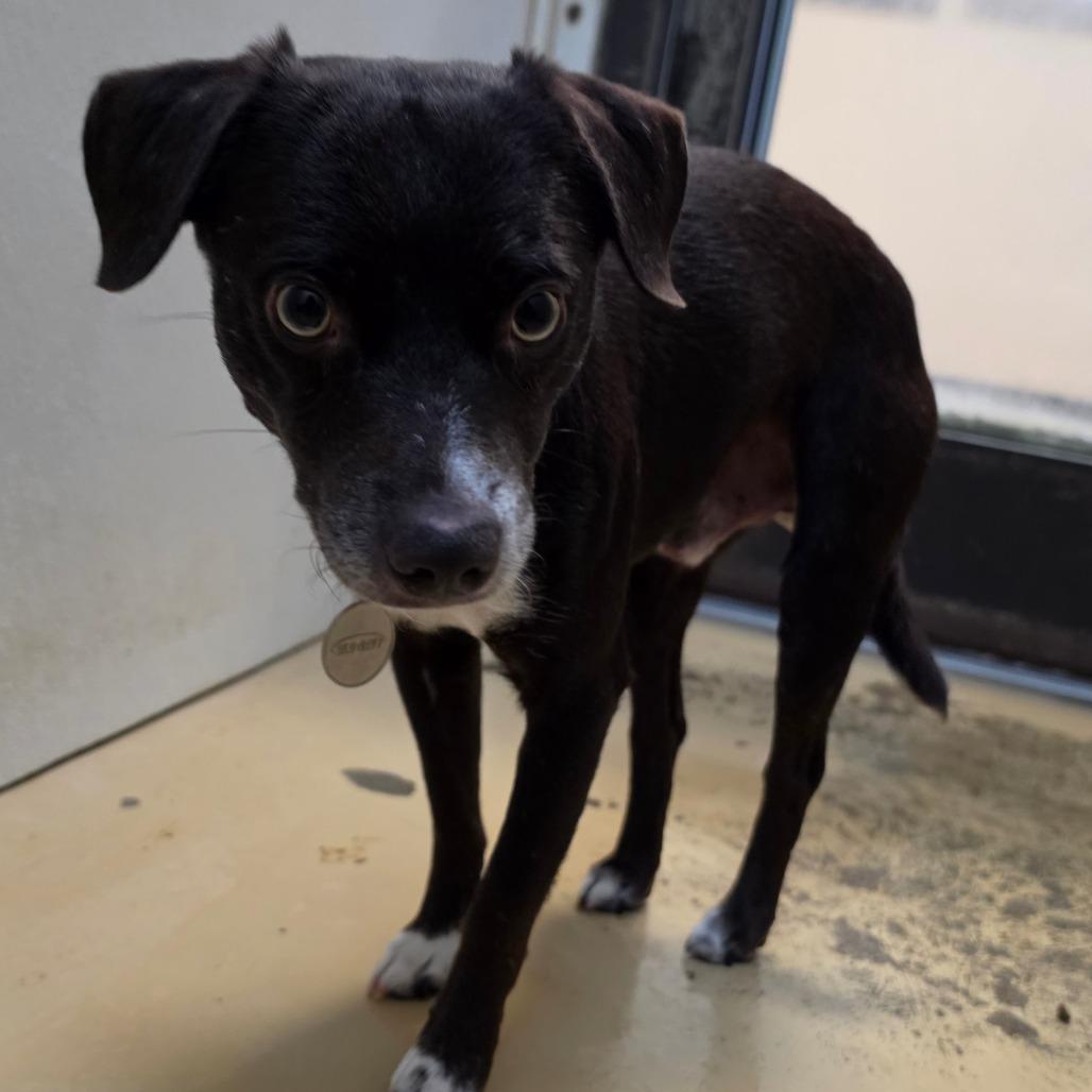 Enlarge Toby - City of Industry Location, a Adoptable mixed breed in Chino Hills, CA image 3/6