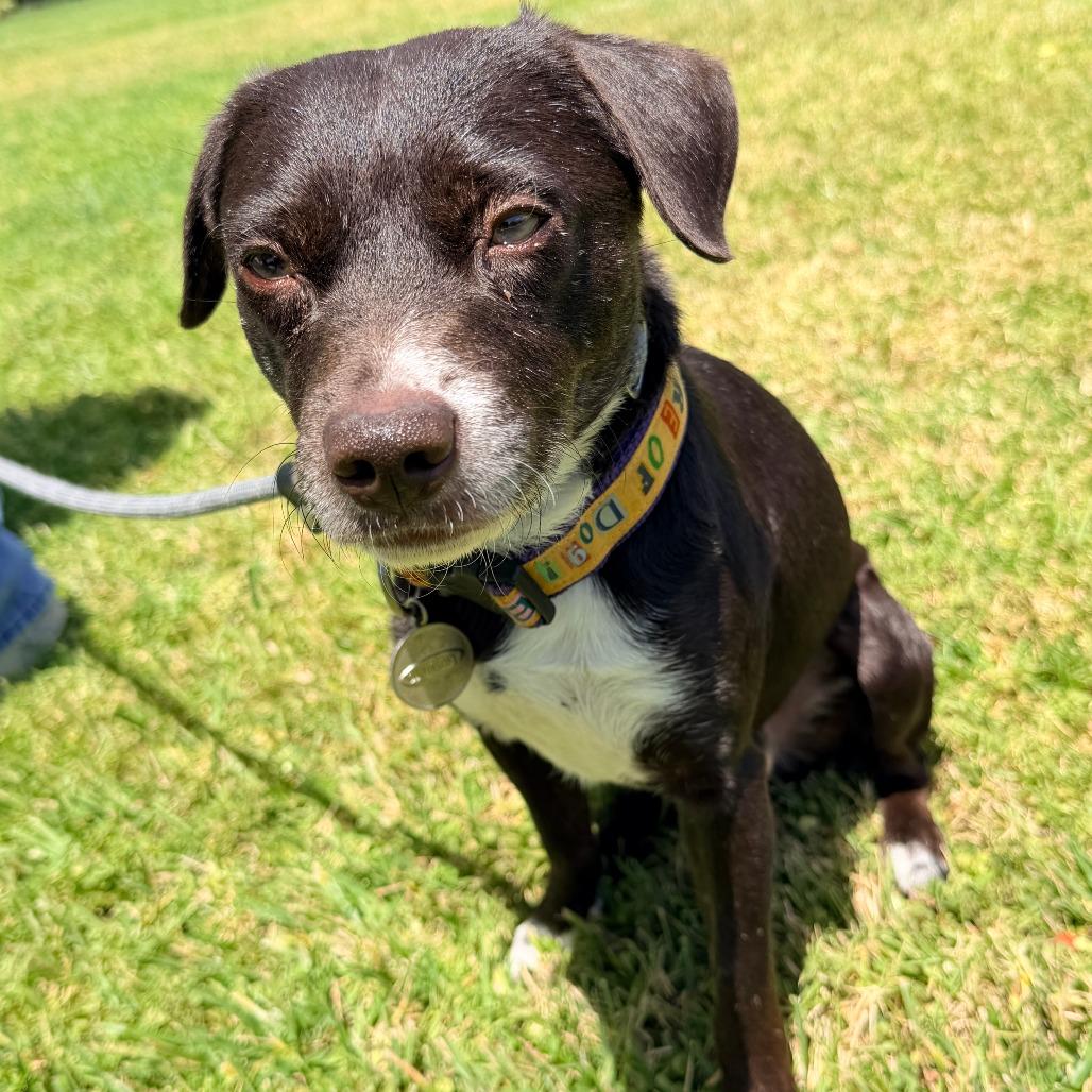 Enlarge Toby - City of Industry Location, a Adoptable mixed breed in Chino Hills, CA image 4/6